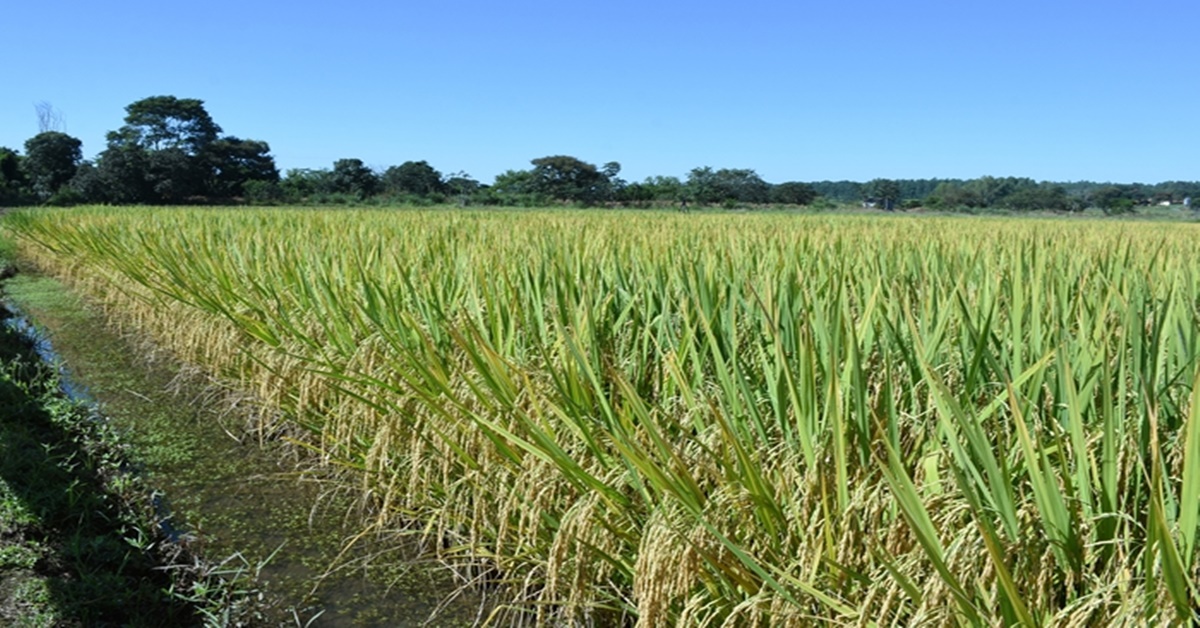 PESQUISA: Embrapa lança cultivar de arroz irrigado para o Sistema Clearfield