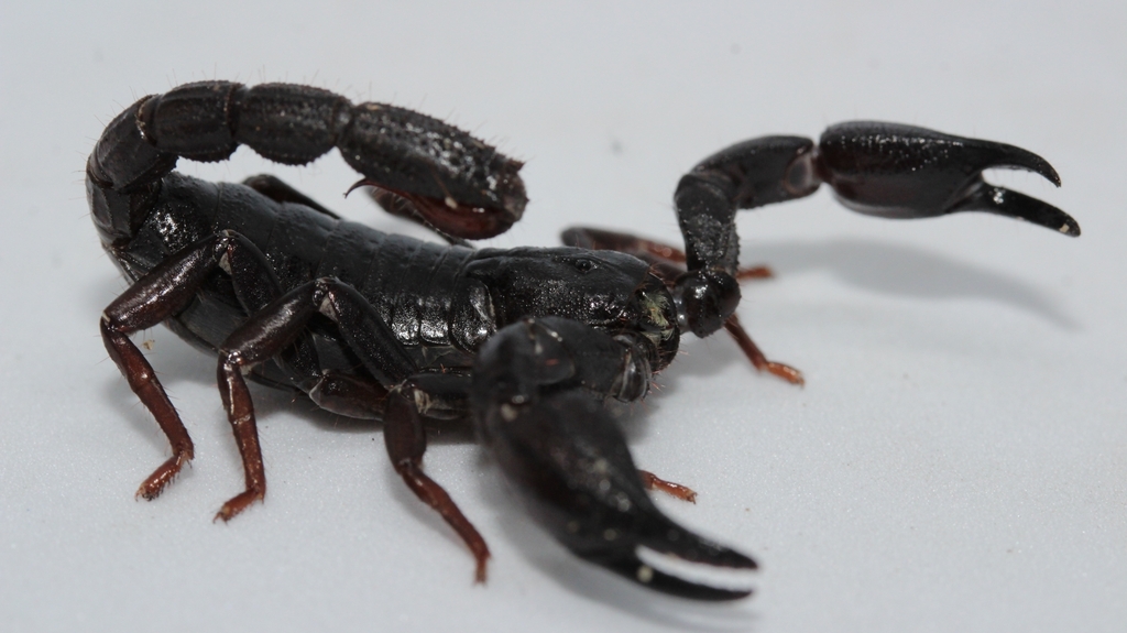 PODE SER A CURA: Toxina de escorpião da Amazônia pode matar células de câncer 
