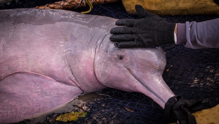 AMEAÇA: Boto vermelho entra para a lista dos animais em perigo de extinção