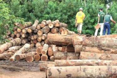 CRIME AMBIENTAL - Irmão de Lindomar Garçom é preso por desmatamento ilegal