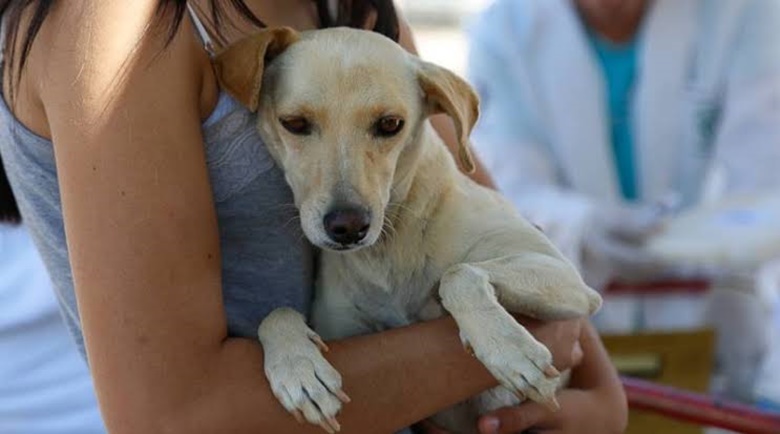 POR CONTA DE COMIDA: Irmã tenta defender cachorro de espancamento e é surrada pelo irmão