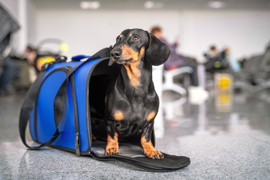 MUDANÇA: Emissão de certificação online vale para viagens com pets à Europa