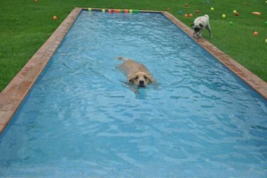 Conheça o 1º hotel para cachorros de Rondônia, Dog Hotel Campestre