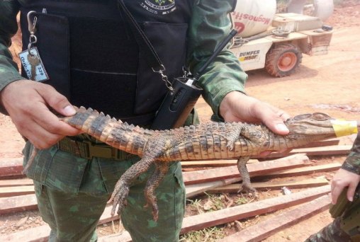 Filhote de jacaré é encontrado em condomínio na capital