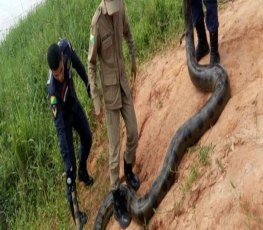 Banhistas encontram sucuri de mais de 4 metros em igarapé