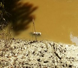 Corpo de mulher é encontrado boiando após a ponte do Rio Madeira - VÍDEO