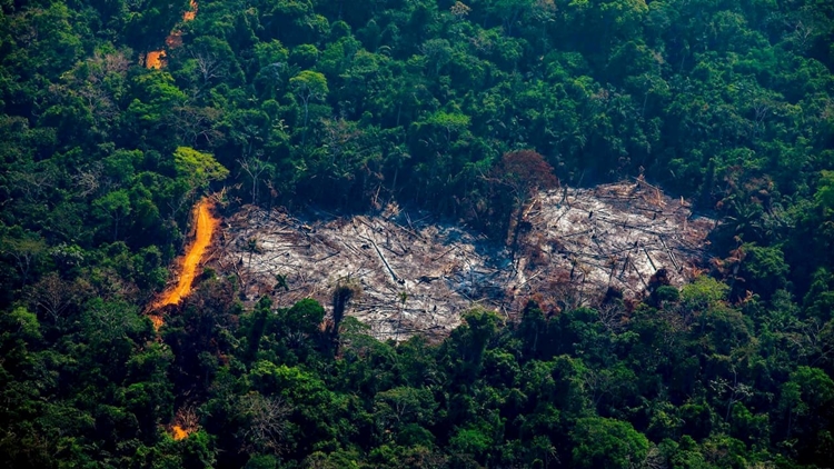 NA AMAZÔNIA: Lançada plataforma que prevê áreas sob risco de desmatamento 