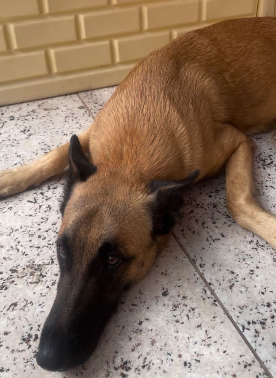 KARUMA: Procura-se pastor belga sumida no Embratel 