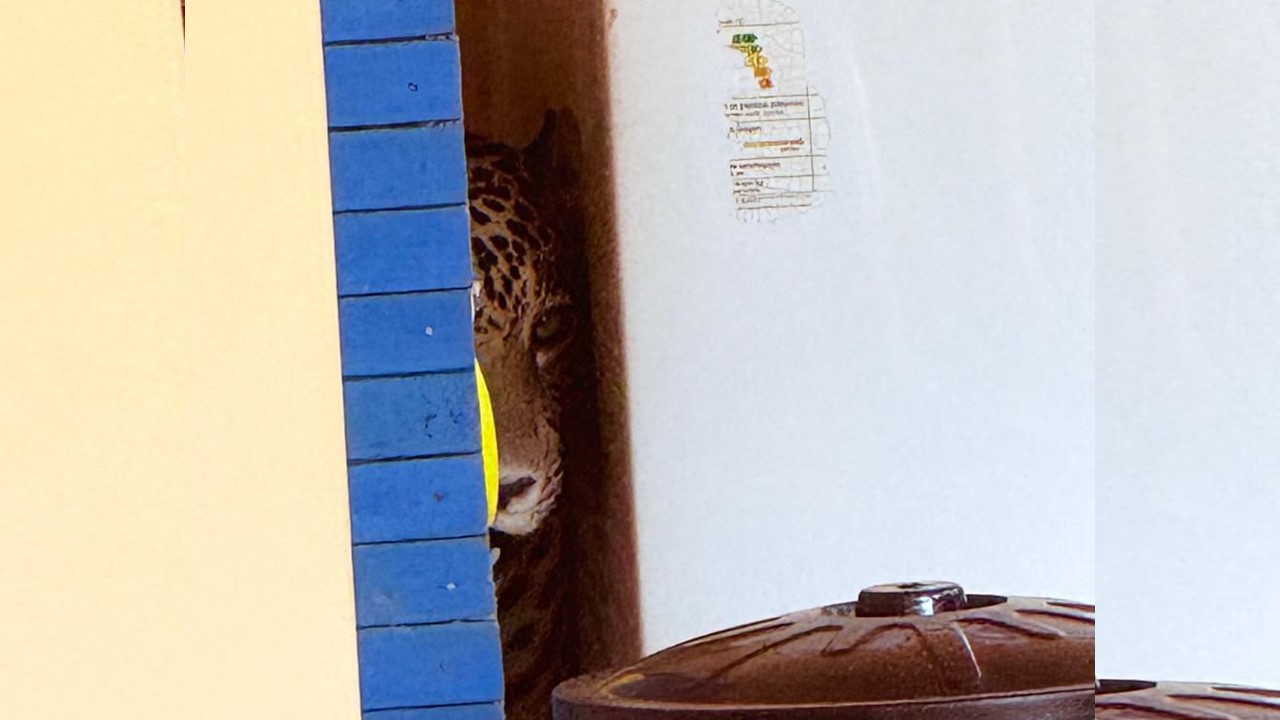 PERIGO: Onça invade casa de morador no distrito de Extrema