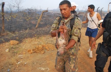 Incêndio em área da Aeronáutica coloca em risco equipamentos do SIPAM e animal silvestre é queimado vivo - confira vídeo e Fotos Exclusivas