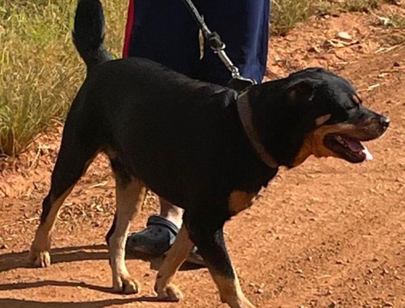 GOHAN: Família procura por cachorro que sumiu no bairro Igarapé