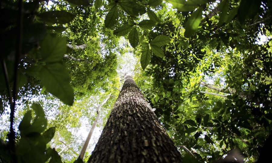 PREOCUPAÇÃO:  Brasil, Indonésia e Congo unem-se para preservar florestas tropicais