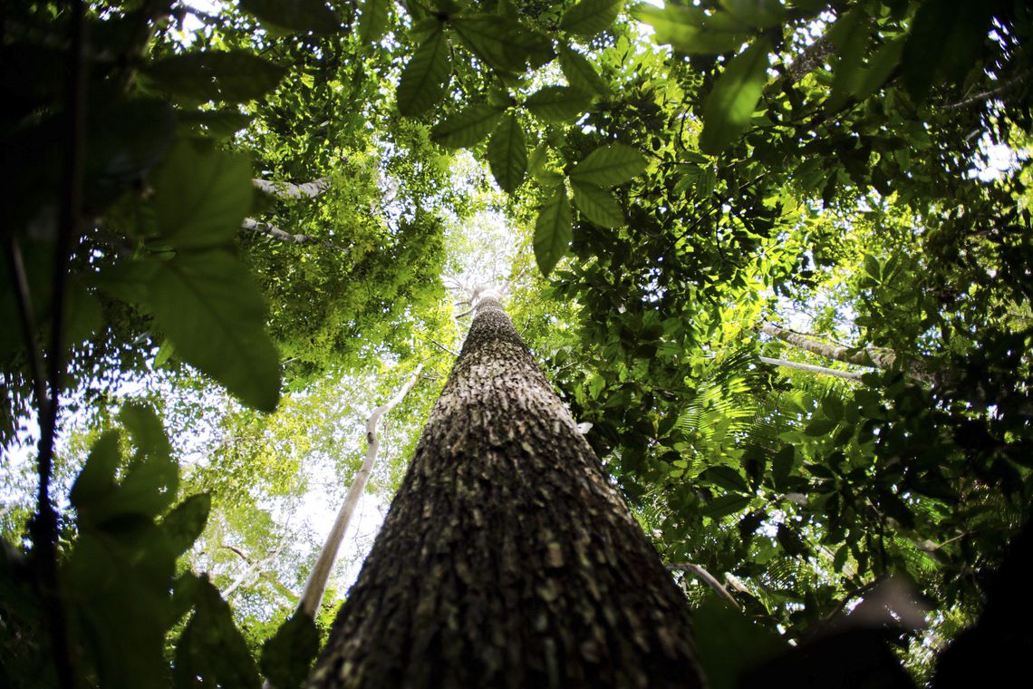 CRESCIMENTO: Valor da produção florestal no Brasil atinge R$ 20,6 bilhões