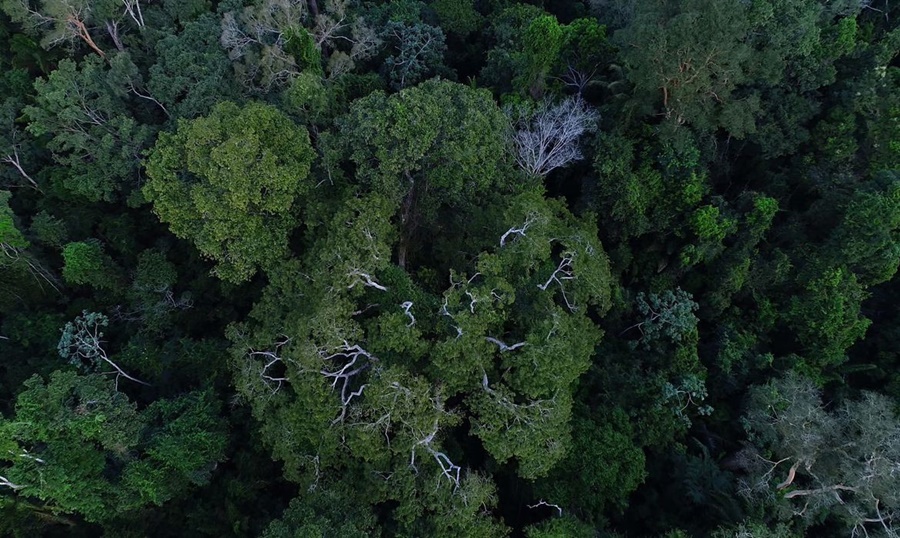 CARBONO: Medida Provisória muda normas de gestão de florestas no país