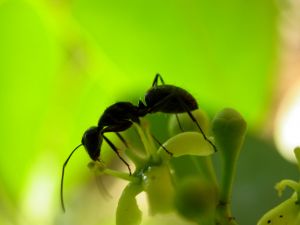 Formigas carnívoras tomam cidade no Amazonas