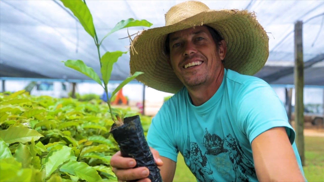 INCENTIVO: Cafeicultores de Rondônia recebem mudas de café robusta para fomentar a produção