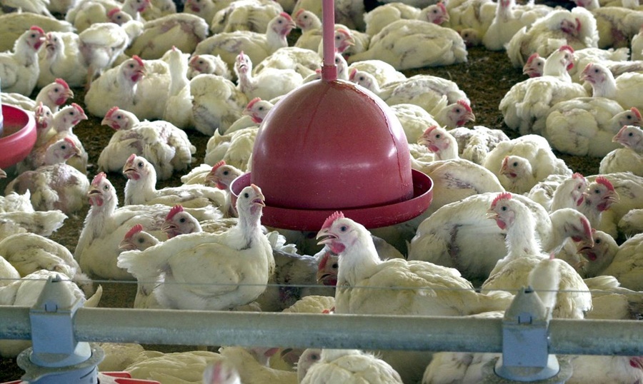 CUIDADO:  Brasil reforça ações de biossegurança para prevenir gripe aviária