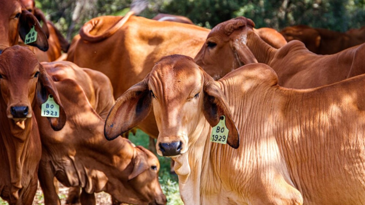 NOTA DE PREOCUPAÇÃO: Pecuaristas de Rondônia querem solução contra o tarifaço dos EUA