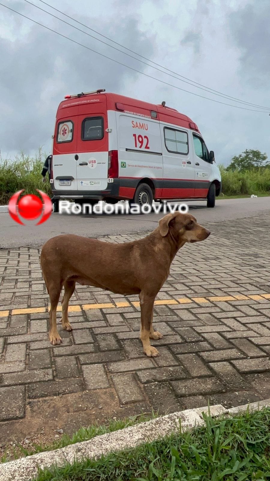 NO TRIÂNGULO: 'Caramelo' entra na frente de moto, derruba mulher e foge após fazer refeição 