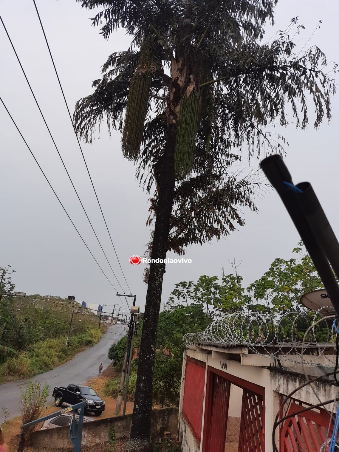 TEMPORAL: Forte tempestade derruba árvore e destrói carros em Porto Velho