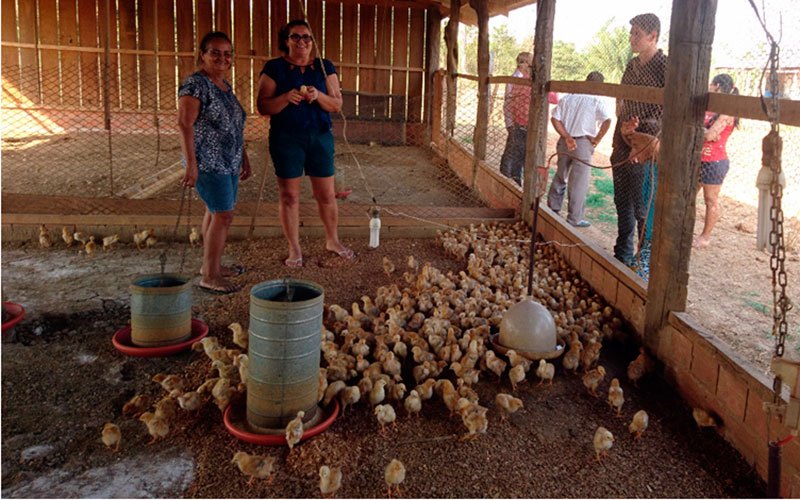 OURO PRETO DO OESTE: Município ganha agroindústria para abate de frangos