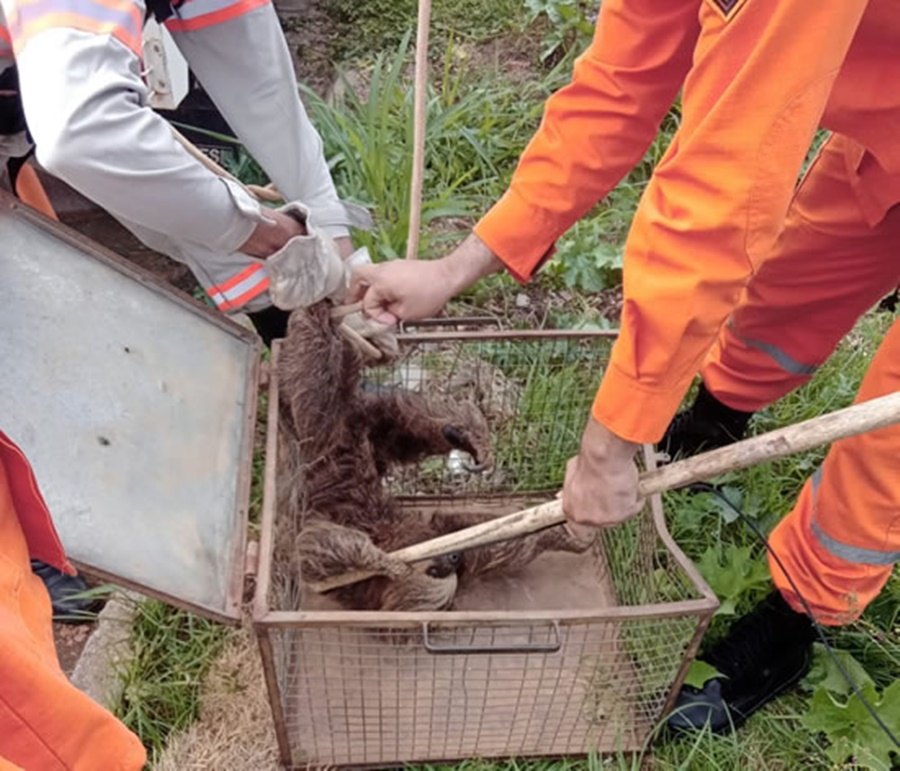 MEIO AMBIENTE: Bicho-preguiça é resgatado por equipe da Energisa em Ouro Preto do Oeste