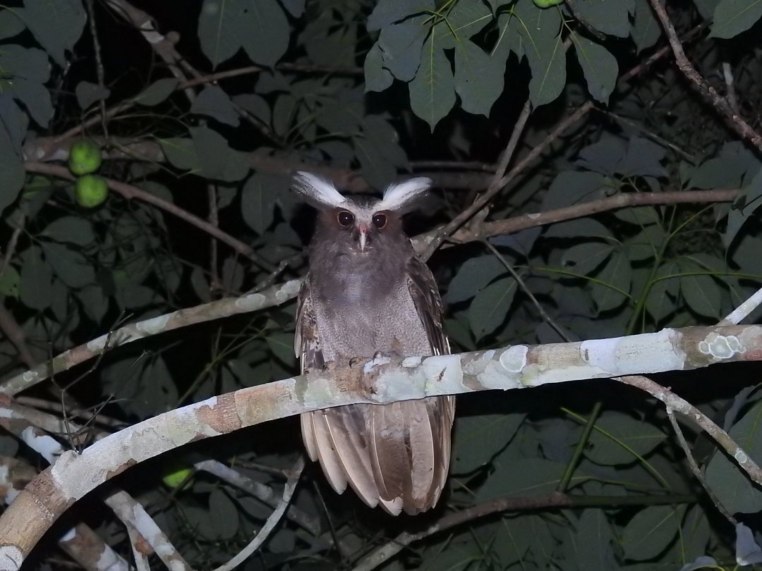 CARNAVAL 2026: Ecoturismo em Porto Velho abre portas para novos negócios com apoio do Sebrae