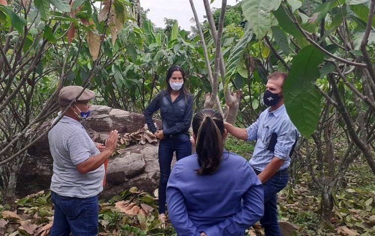 IG CACAU: Cacauicultura de Rondônia avança no processo para ter Indicação Geográfica