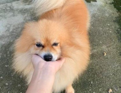 VOCÊ VIU? Cachorro da raça Spitz Alemão desaparece na zona Leste de PVH