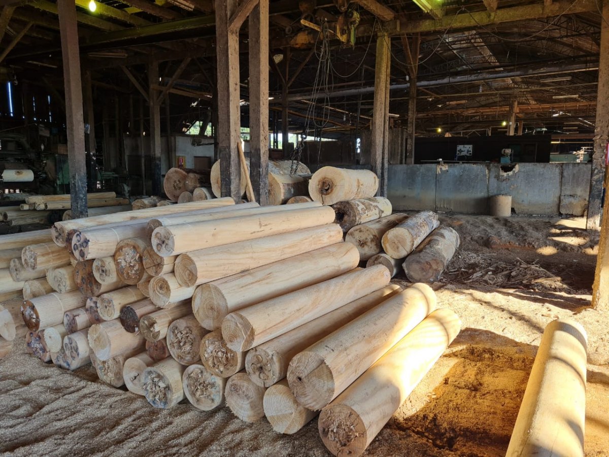 WOOD LAND: PF deflagra ação contra bando que praticava crimes ambientais em terras indígenas 