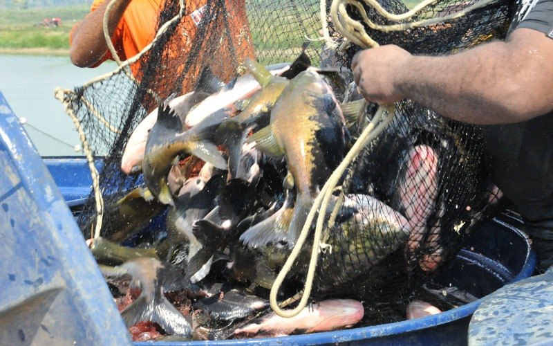 PESCA: Peixe de cativeiro produzido em Rondônia é a melhor opção de consumo