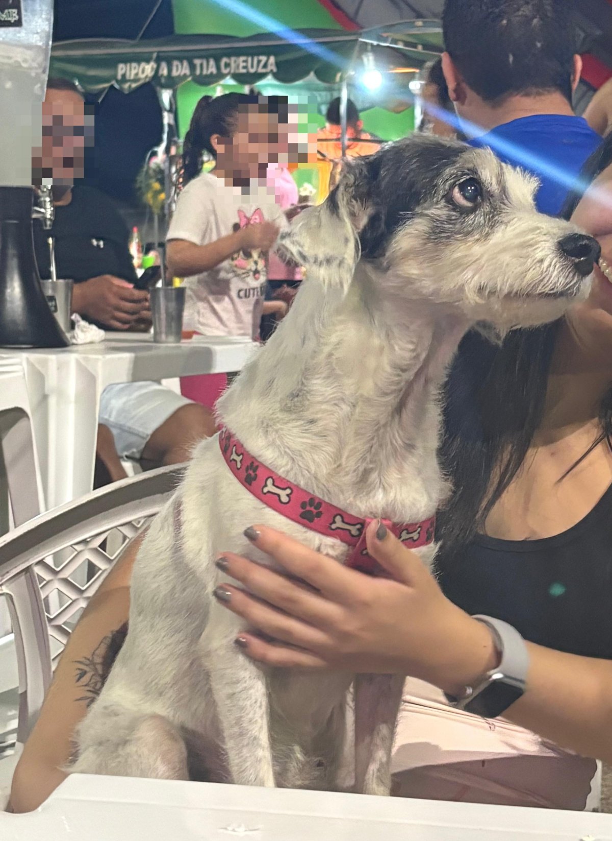 VOCÊ VIU?: Cachorrinha desaparece no bairro São João Bosco, em PVH