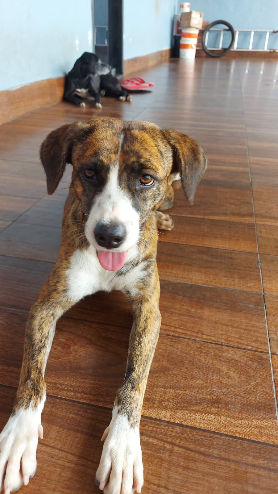 VOCÊ VIU?:  Cadela Bibi desaparece no Igarapé, em PVH