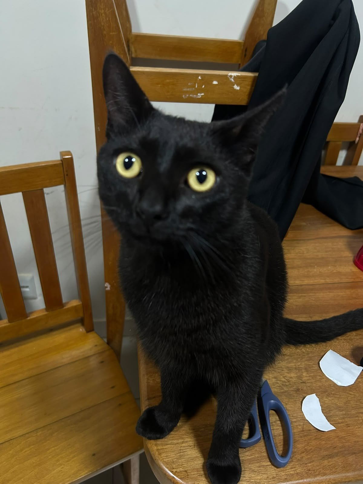 PROCURA-SE: Gatinho Zezé desaparece no bairro Planalto
