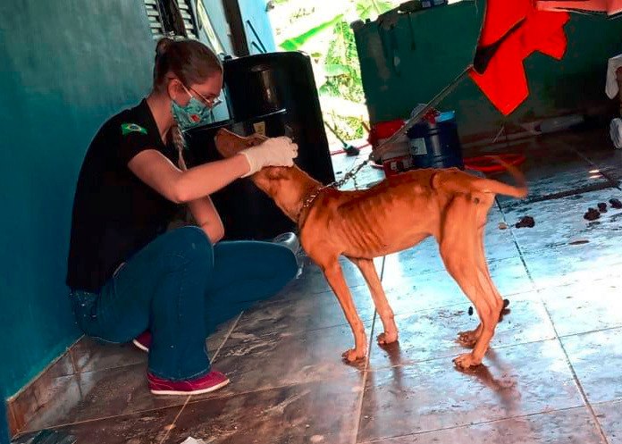SOFRIMENTO: Polícia Civil recebe denúncia e resgata animais vítimas de maus tratos