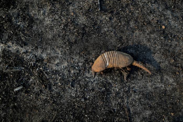 IMPRENSA INTERNACIONAL: Fotos mostram sofrimento de animais por conta de queimadas em Porto Velho