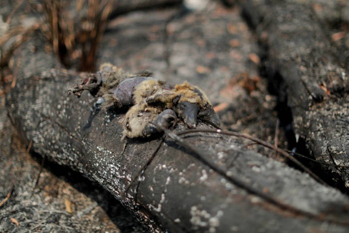 IMPRENSA INTERNACIONAL: Fotos mostram sofrimento de animais por conta de queimadas em Porto Velho