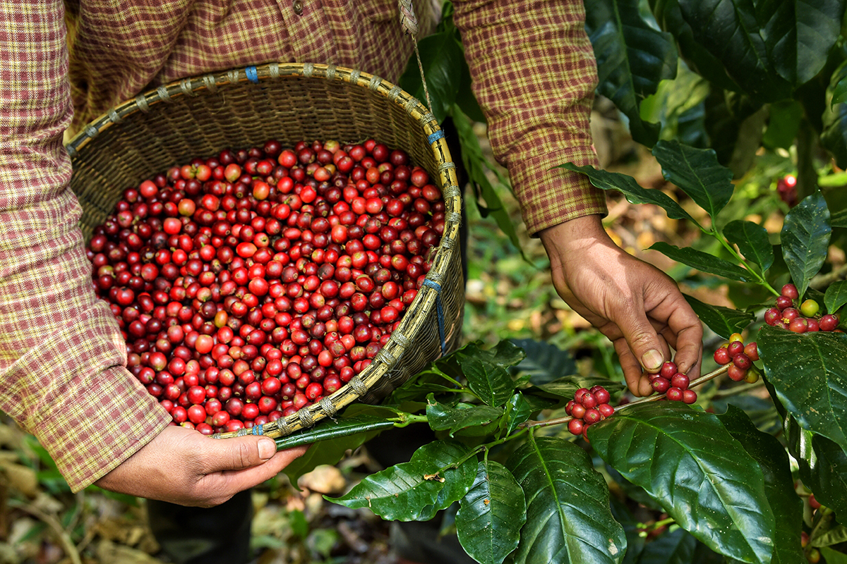 PRODUÇÃO DO CAFÉ: Em colheita recorde, produção é estimada em 2,43 milhões de sacas