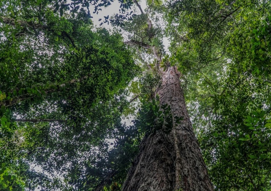 GIGANTE:  Cientistas localizam a que pode ser a maior árvore da Amazônia