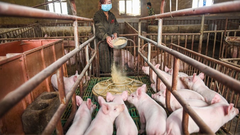 SALGADA: Carne de porco deve ter aumento de preço de até 30% devido soja e milho