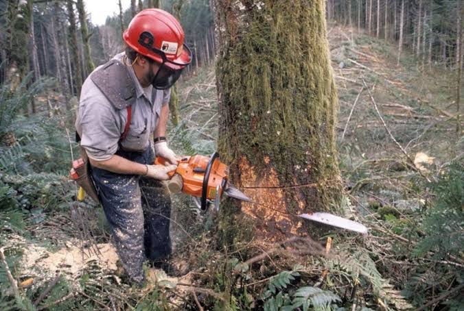 DERRUBADA FATAL: Trabalhador morre após ser atingido na cabeça enquanto cortava árvore