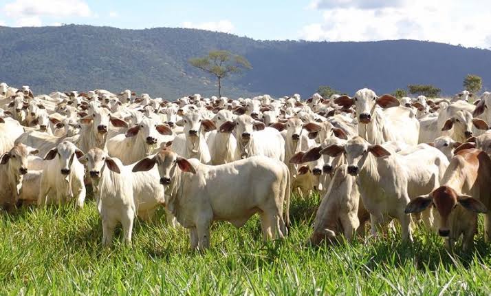 FEZ O PIX: Fazendeiro leva golpe de R$ 35 mil ao tentar comprar cabeças de gado pelo OLX