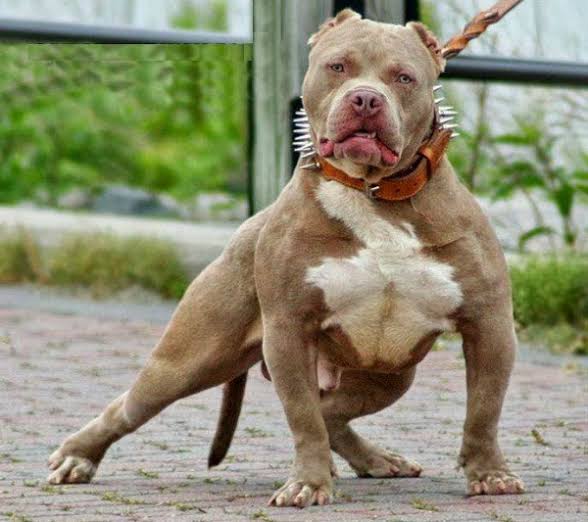 MORDIDAS: Vereadora e criança são atacadas por cão Pitbull em residência 