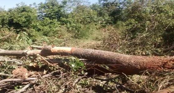 ATINGIDO NA CABEÇA: Mais um trabalhador morre durante derrubada de árvore em distrito de Porto Velho