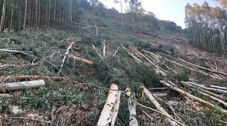 FATALIDADE: Idoso morre após ser atingido por árvore em propriedade rural 