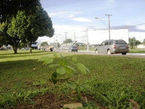 Ipês plantados na Jorge Teixeira podem desaparecer no carnaval