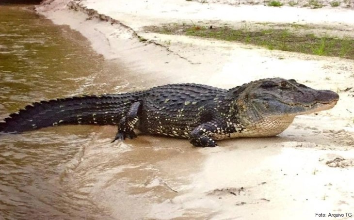 JACARÉ-AÇU: Espécie é arredia; saiba como evitar ataques em tempo de verão amazônico