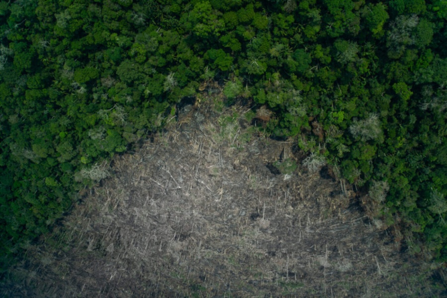 PROBLEMA: Bolsonaro autoriza exploração de madeira em terras indígenas