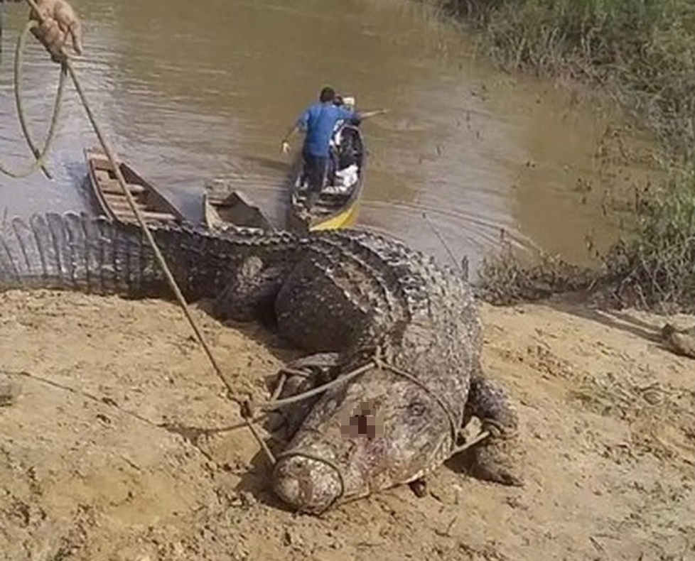 Pescador esportivo flagra jacaré-açu no Rio Madeira: olha o tamanho do  'crocodilo' - News Rondônia