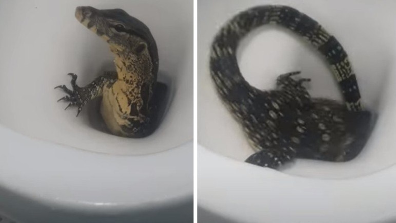 SUSTO: Homem flagra lagarto saindo do vaso sanitário em quarto de hotel
